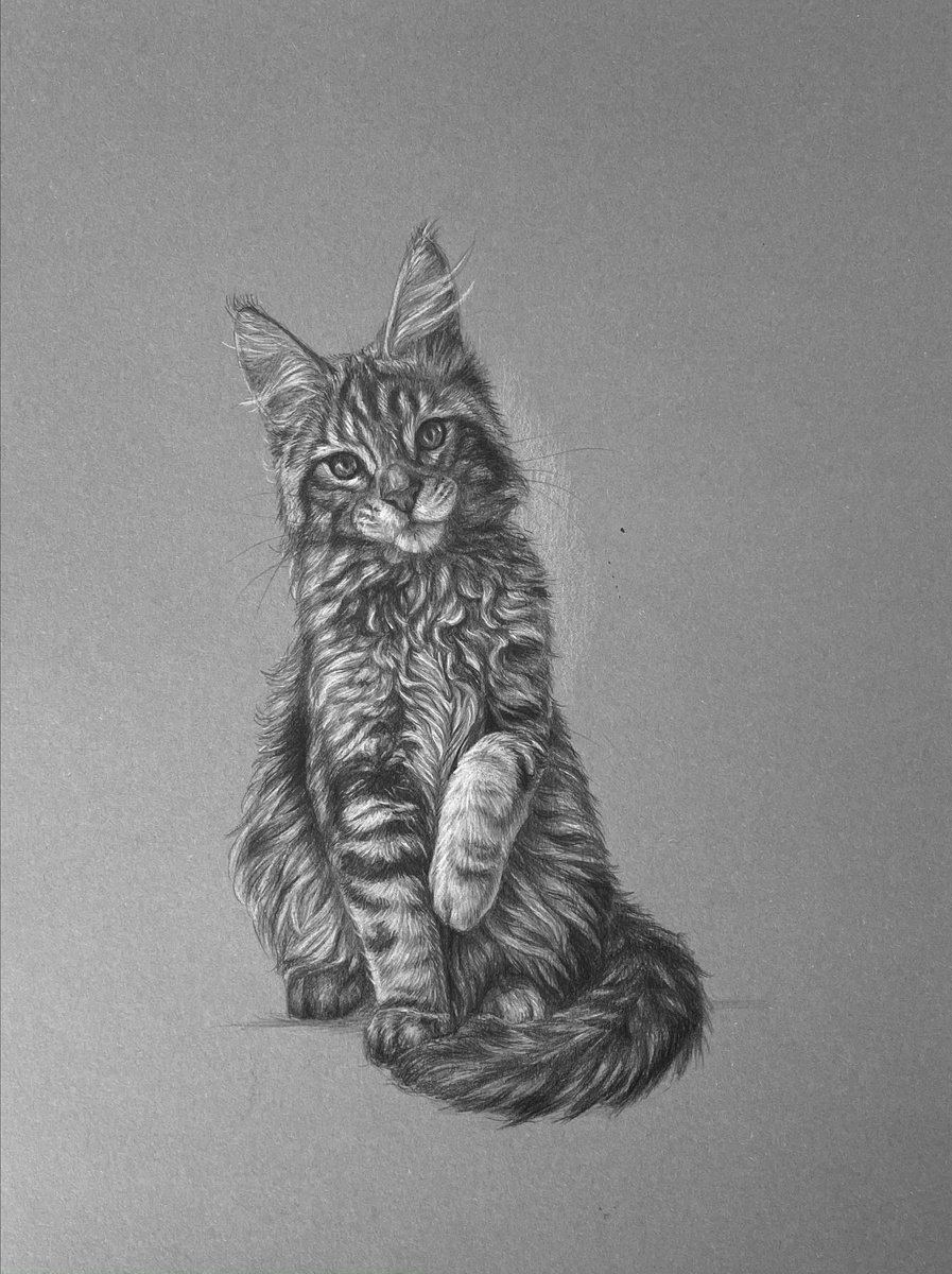 Main coon cat by Tatjana Bril