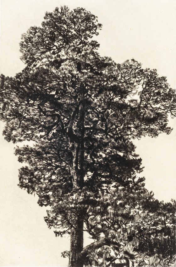 Scots Pine