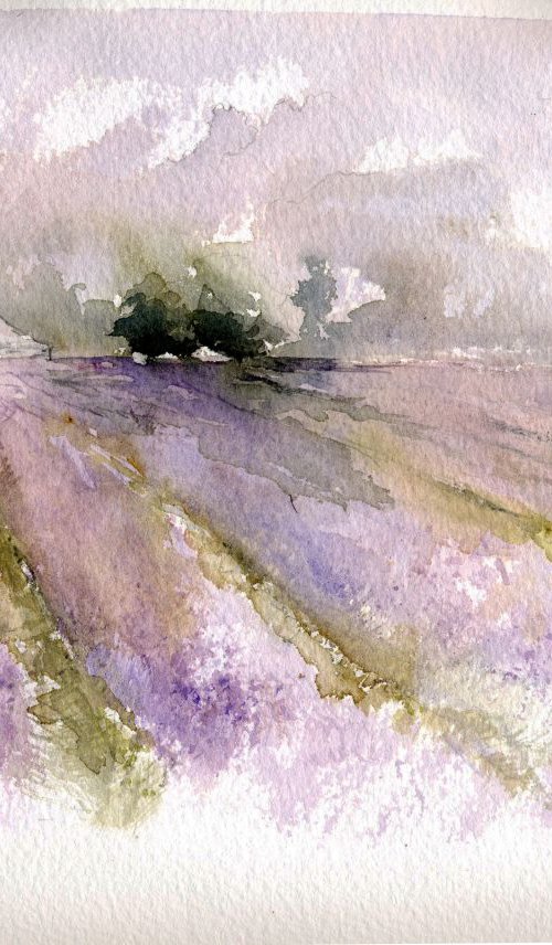 Lavender Fields by Alex Tolstoy