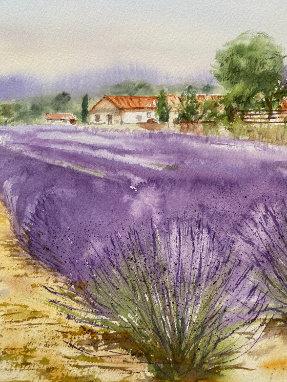 Fields of Provence