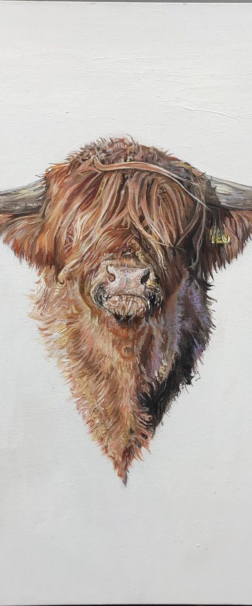 Highland Cow by Ceri Baker