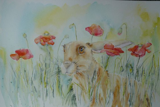 Poppy Hare