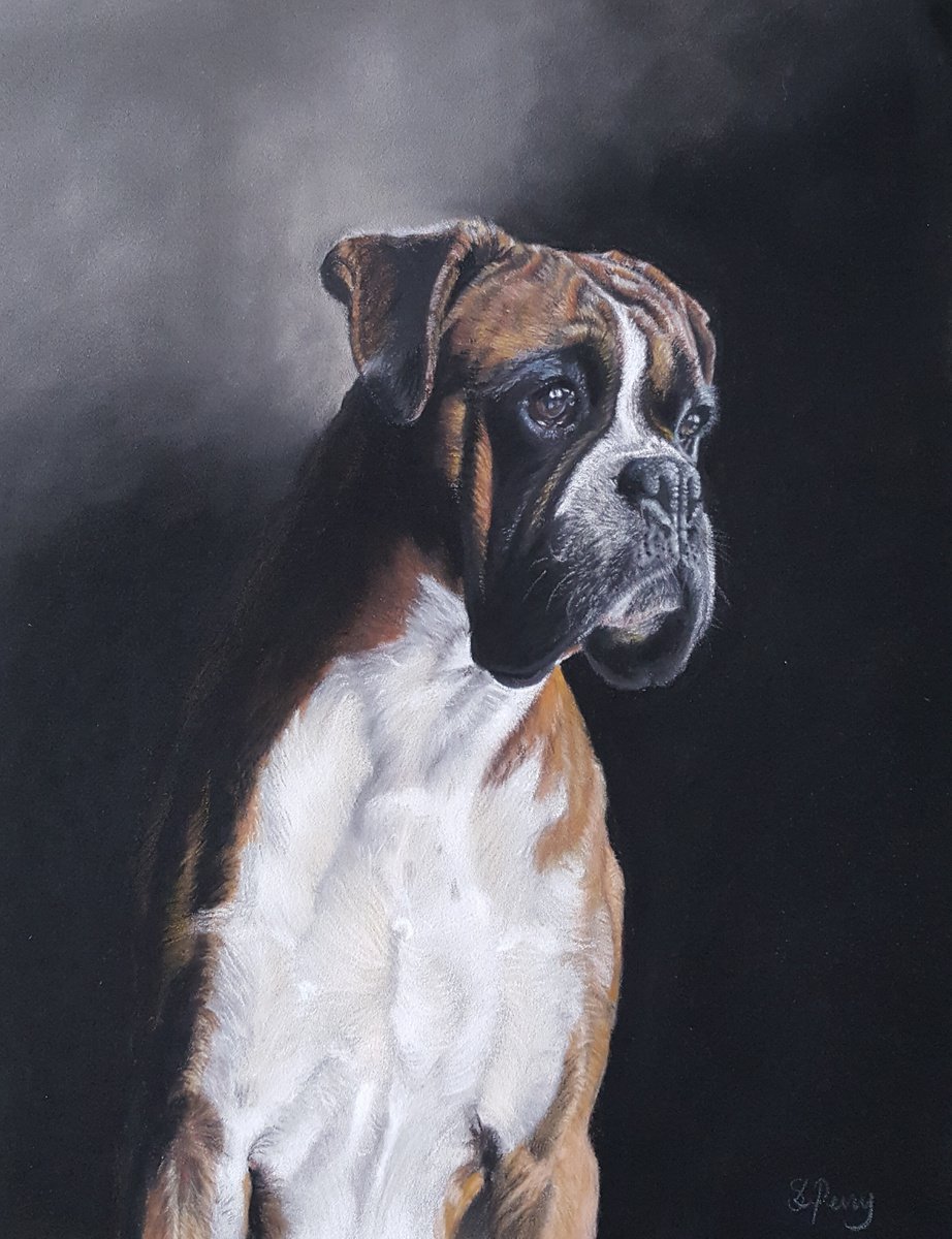 Boxer dog portrait -Waiting-?, Pastel Drawing by Sarah Perry