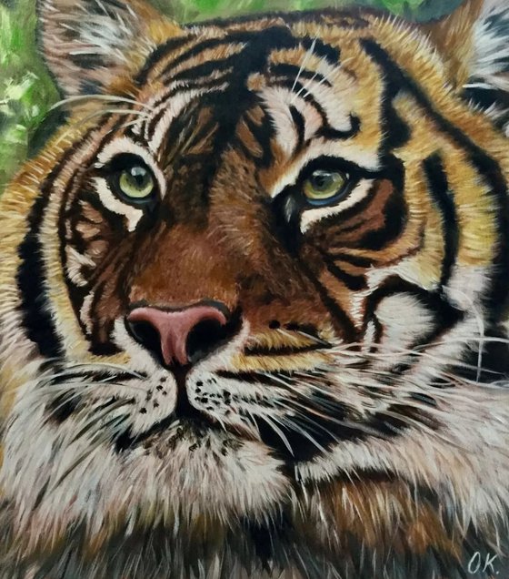 Clever eyes . Tiger .