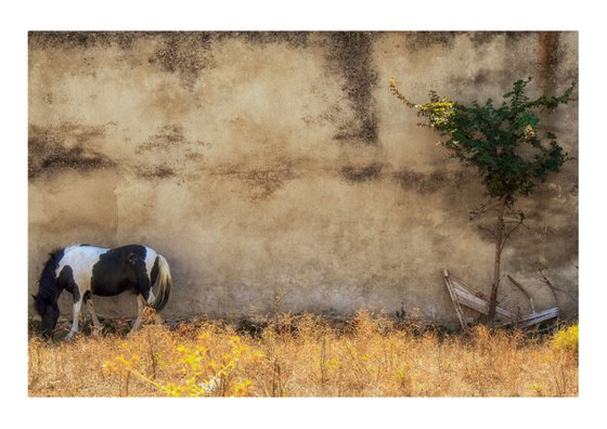 Baked and Grazing. Limited Edition 1/50 15x10 inch Photographic Print