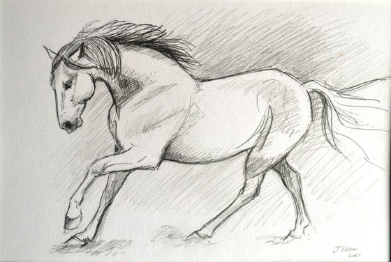 Adelante (Andalusian Horse)