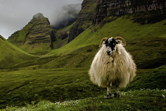 The King of Scotland