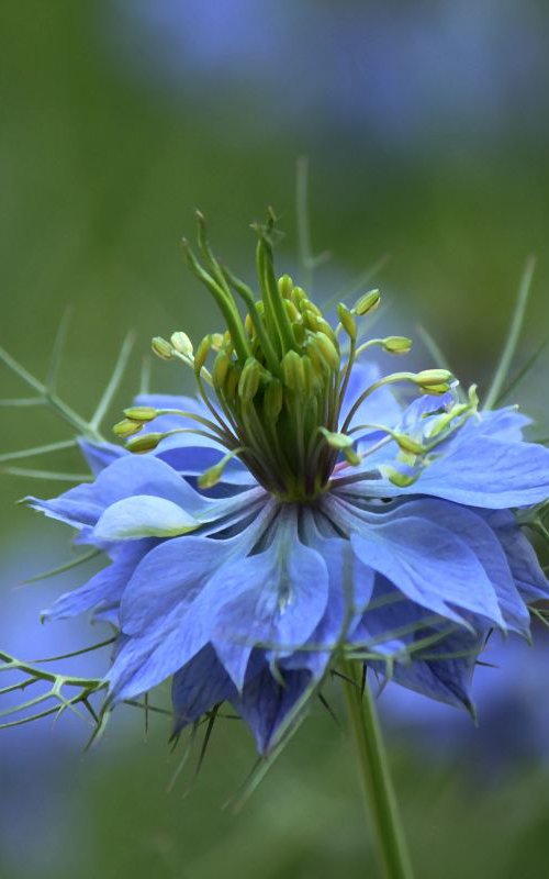 Nigella by Sonja  Čvorović