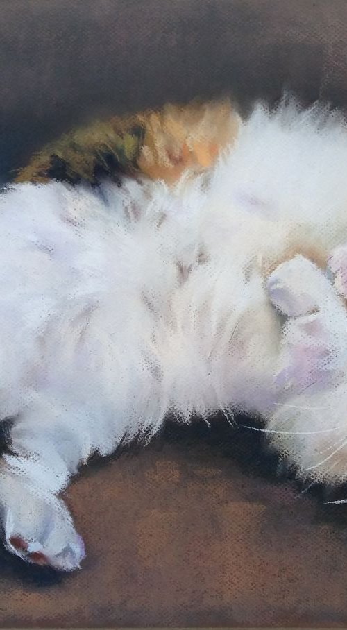 Lovely kitten by Magdalena Palega