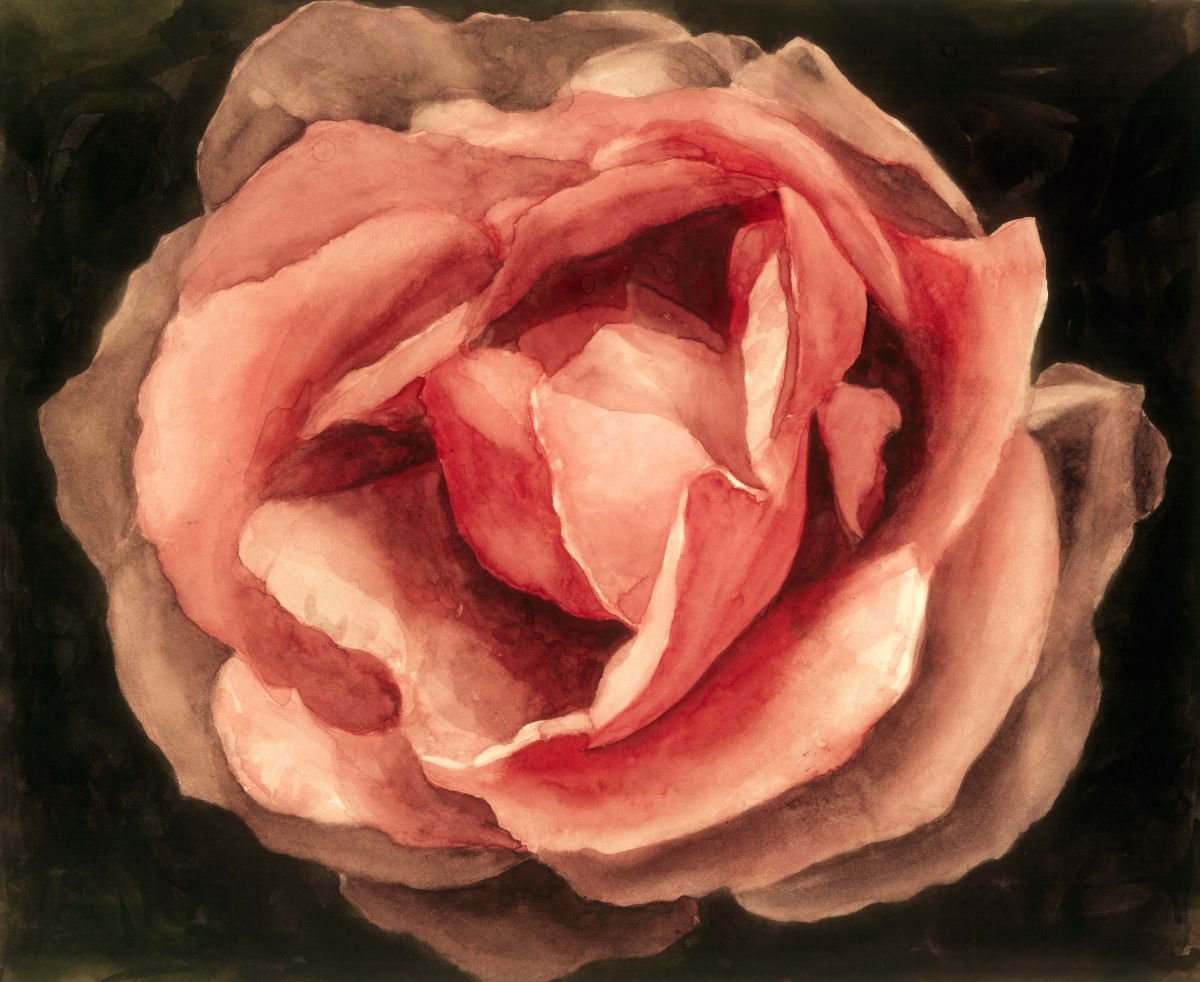 ROSE IN BLOOM by Nives Palmic