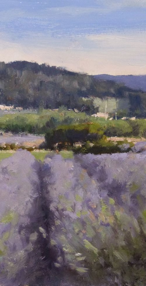 Lavandes vers Sisteron by Pascal Giroud