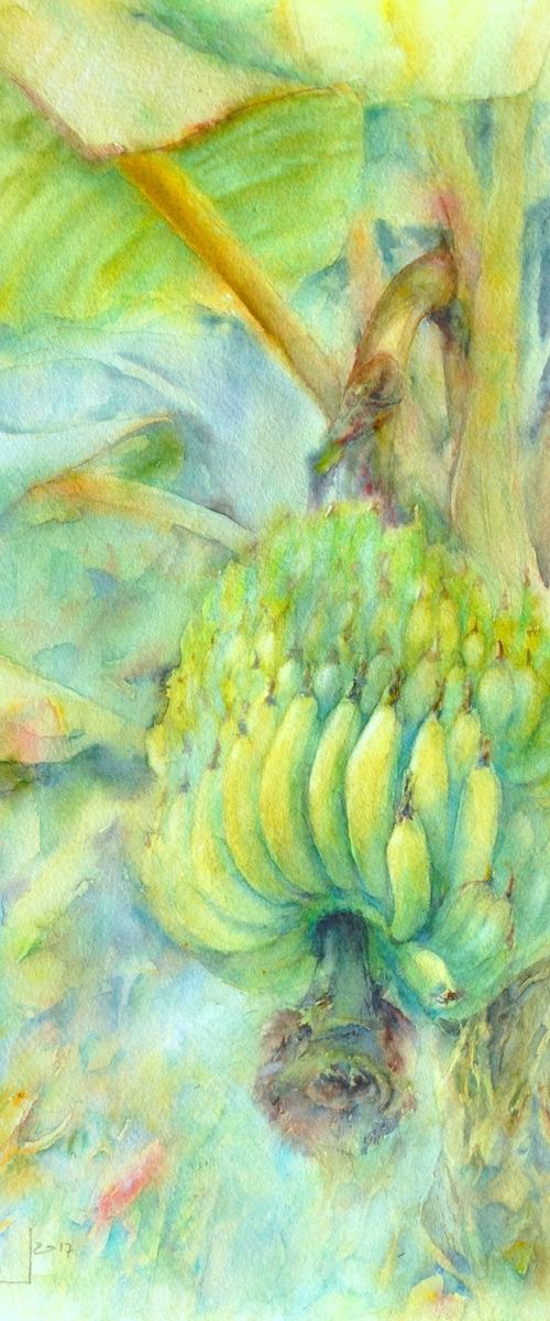 BANANA TREE watercolor 33x47 by Beata van Wijngaarden