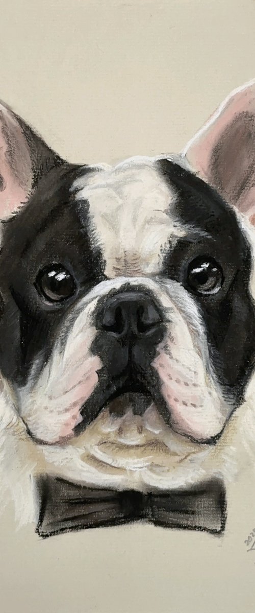 Black and white funny french bulldog by Julia Shilo