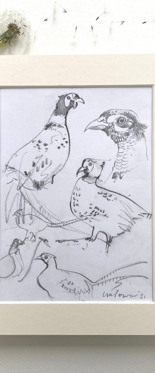 Pheasant studies  #02 by Luci Power
