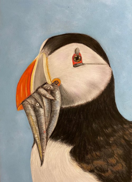 Puffin by Maxine Taylor