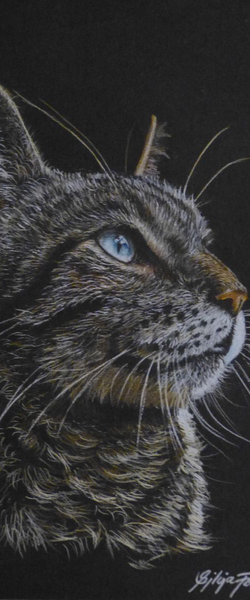 Cat Portrait by Silvia Frei