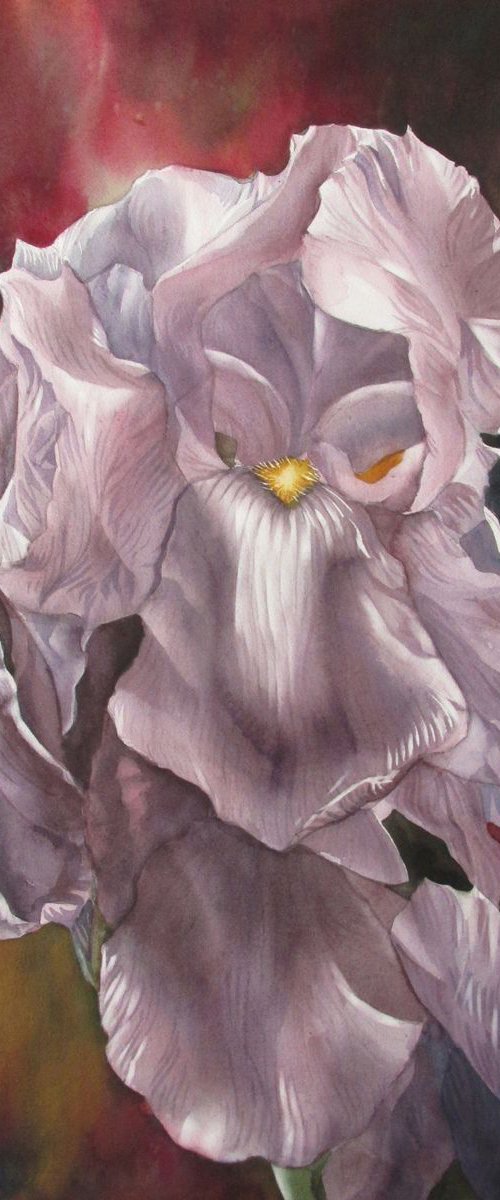 irises in mauve by Alfred  Ng