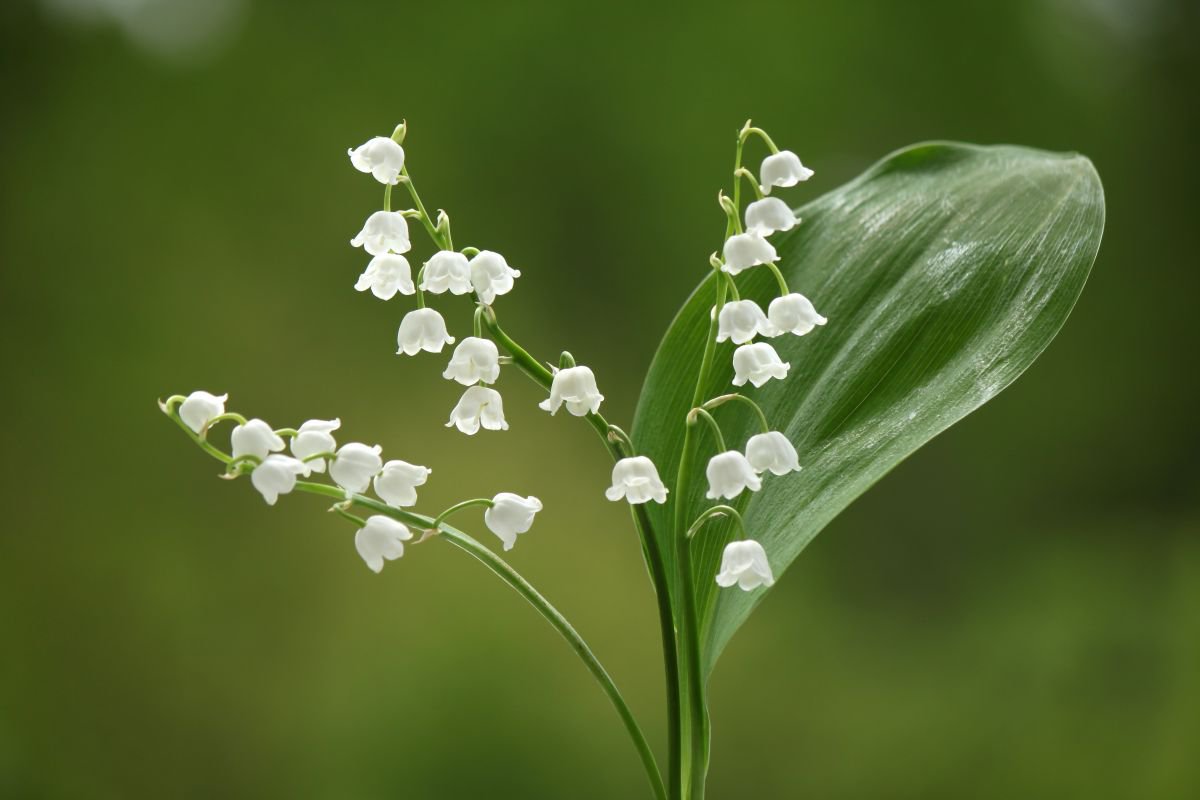 Lily of the valley by Sonja  Cvorovic