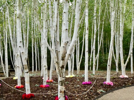 Birch Walk