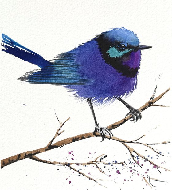 Splendid ultramarine Fairywren