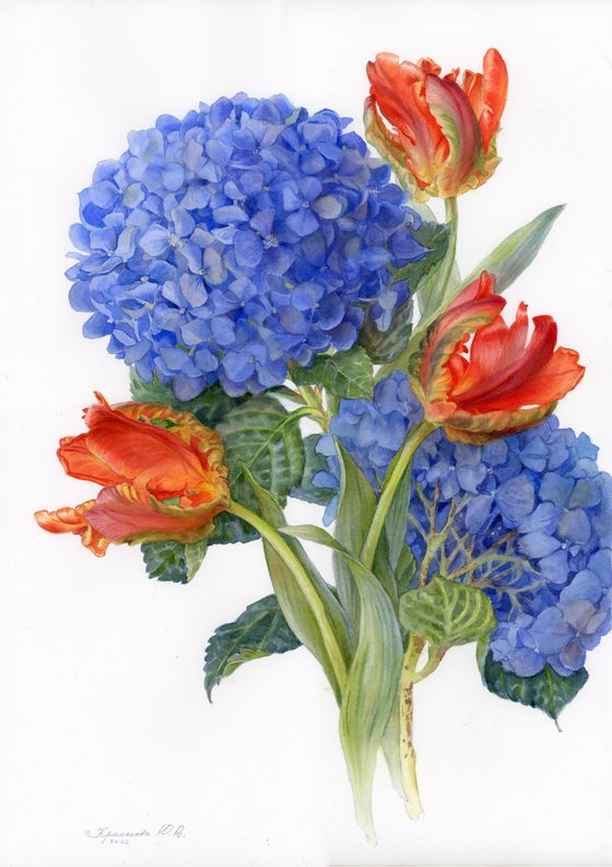 Hydrangea and Tulips