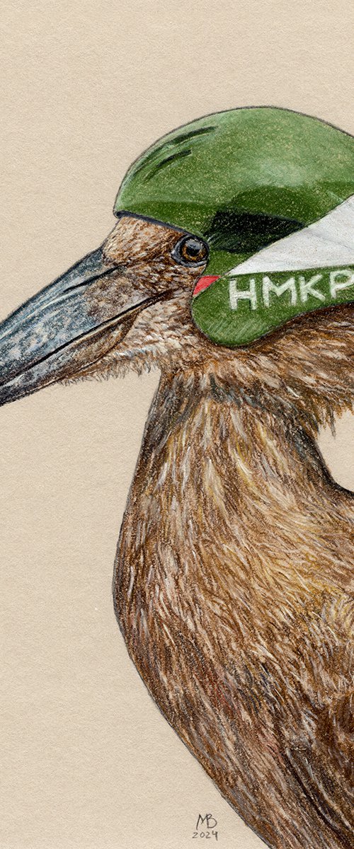 Hamerkop by Mikhail Vedernikov