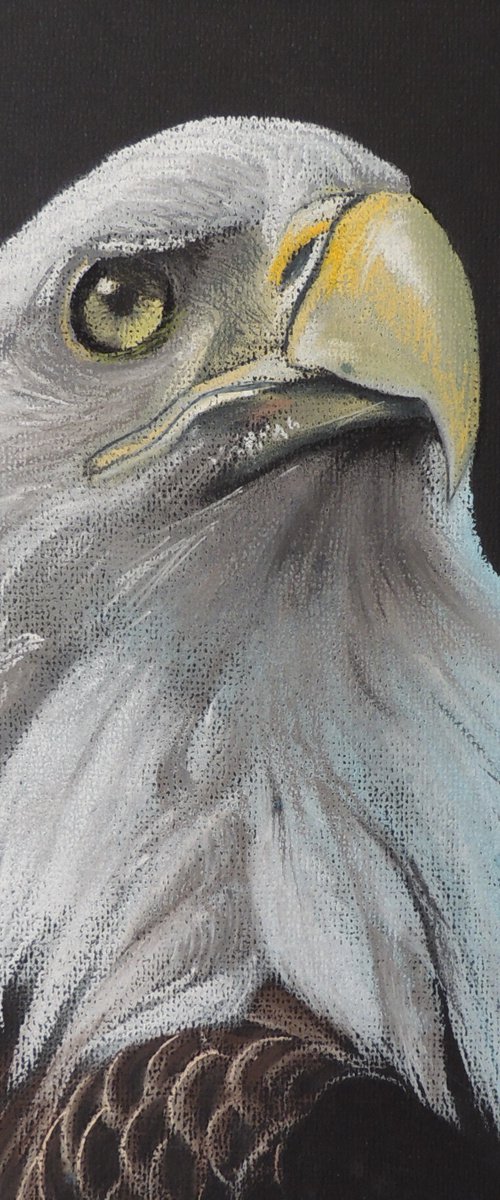 Eagle by Kakajan Charyyev