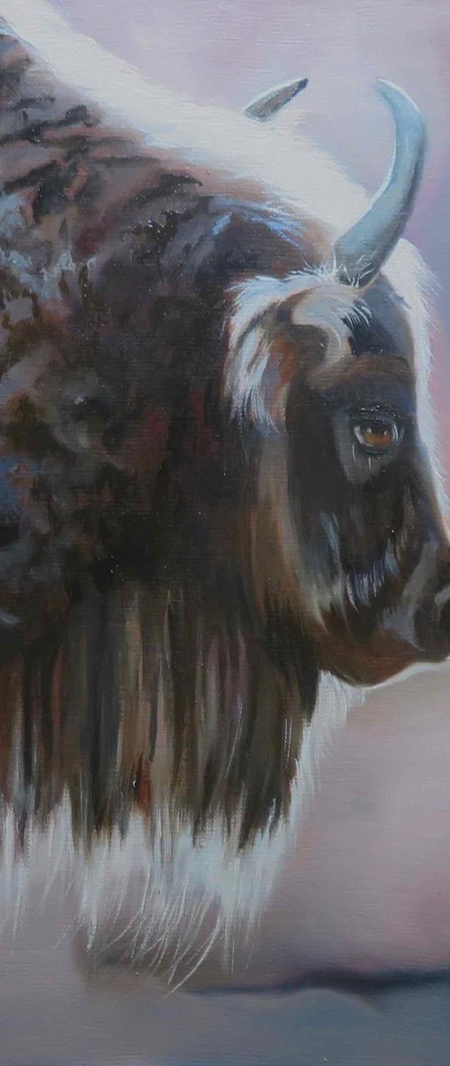 Bison Portrait by Anne Zamo