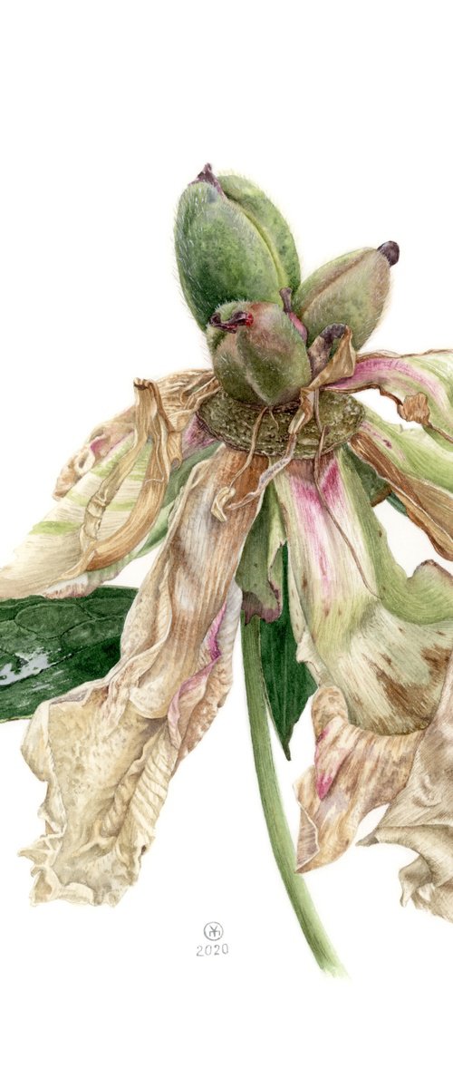 Dried Peony by Yuliia Moiseieva
