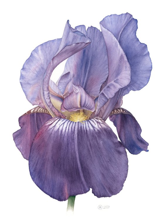 Blue Iris