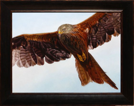 Red kite in flight