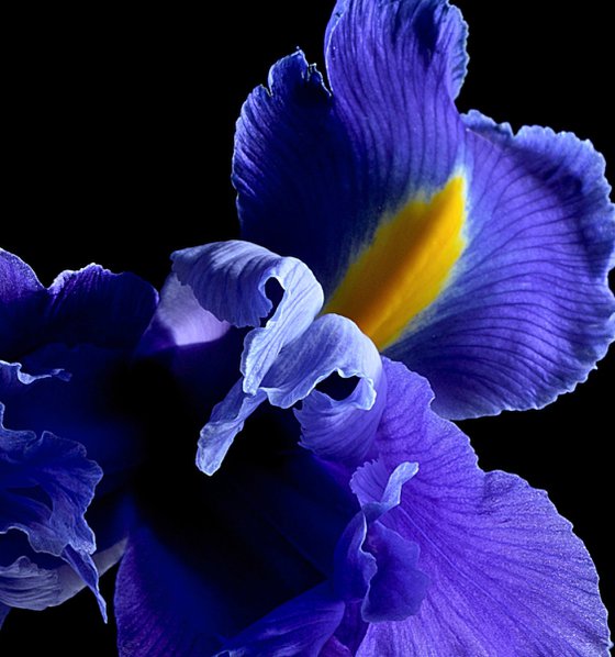 Blue Iris