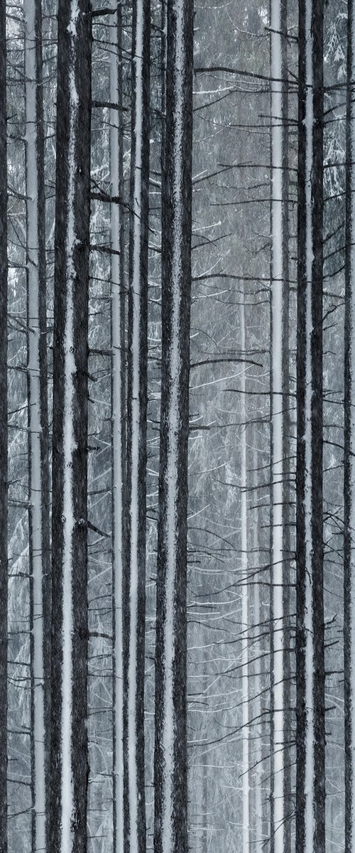 The woods by Jacek Falmur