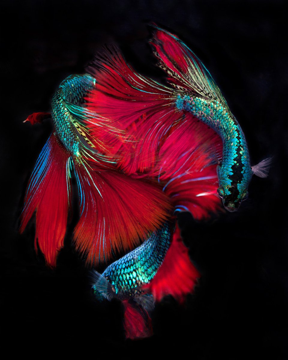 Photorealistic Animal Photograph By Michael Filonow, 26 X 32", Betta Collage 25, Original Artwork