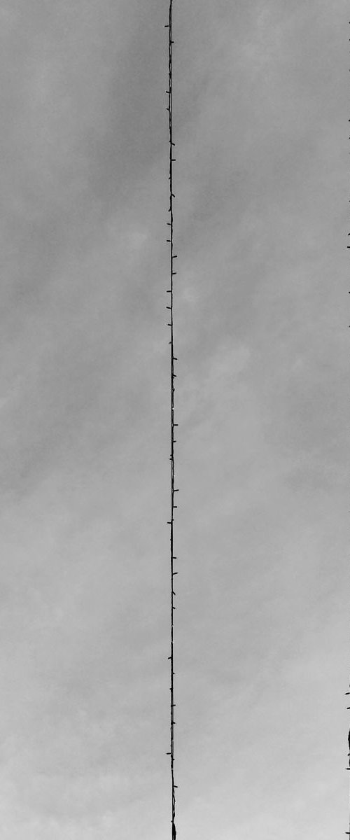 Bird On Wire, 16x16 Inches, C-Type, Unframed by Amadeus Long