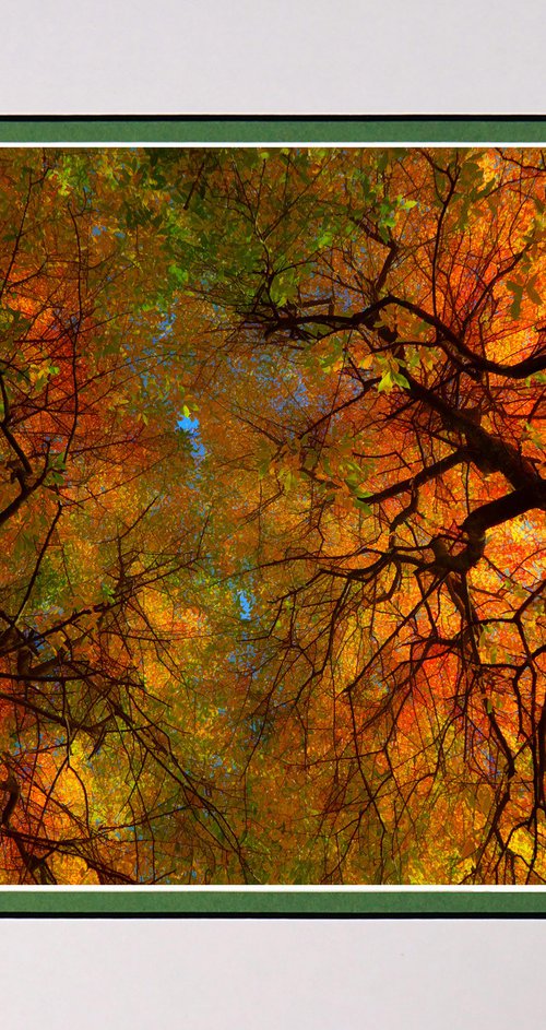 Autumn is looking up. by Robin Clarke