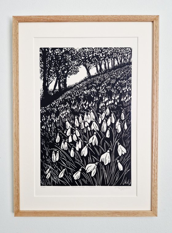Snowdrop Wood