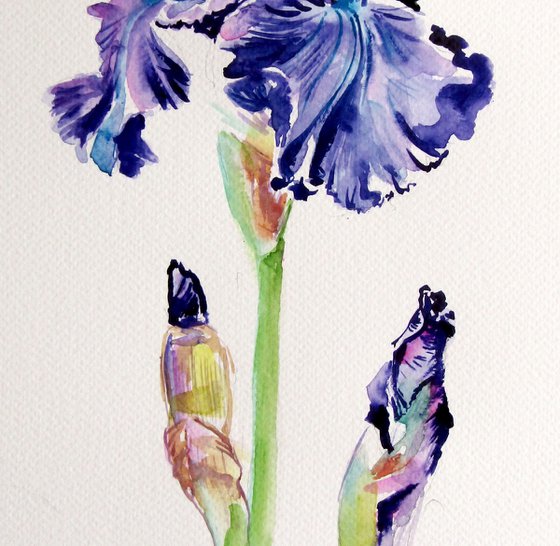 Iris