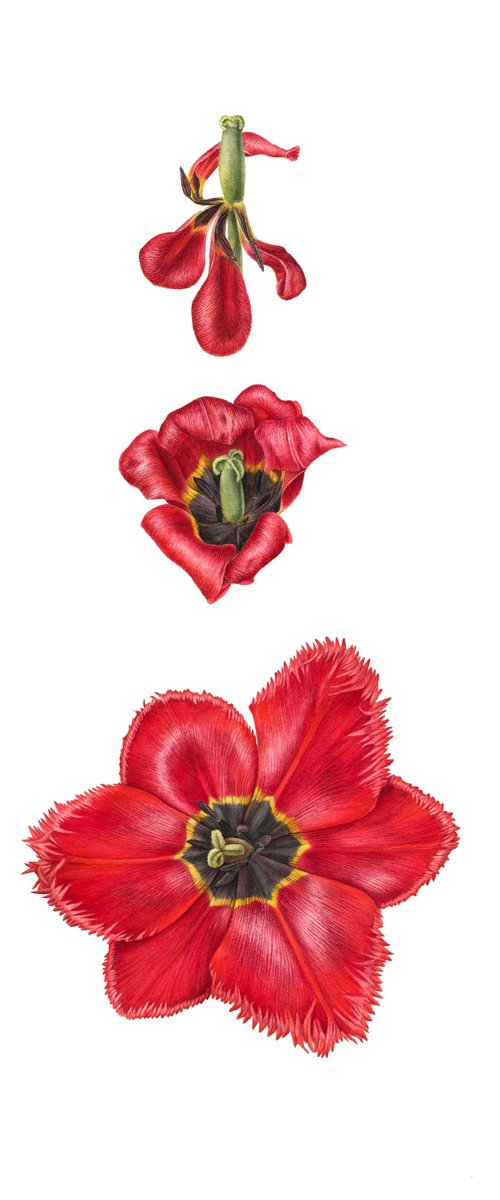 Red Tulip life by Alona Hrinchuk
