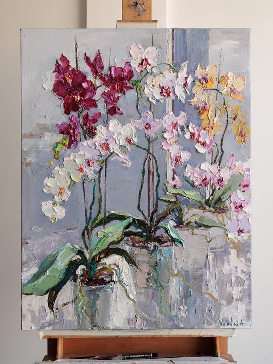 Blooming Colorful Orchids