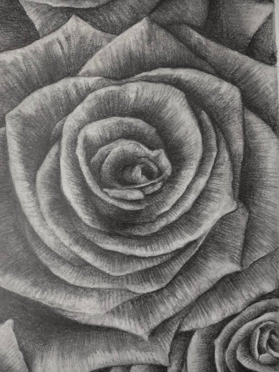 Roses. Sheet 02. Graphite Flowers Series