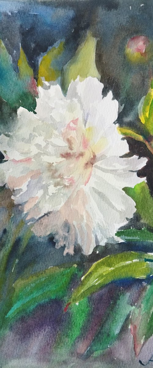 White Peony Glow by Ann Krasikova