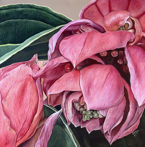 Medinilla