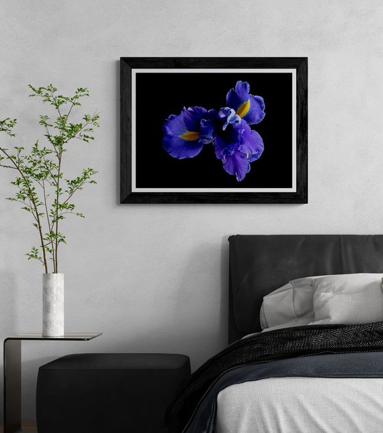 Blue Iris