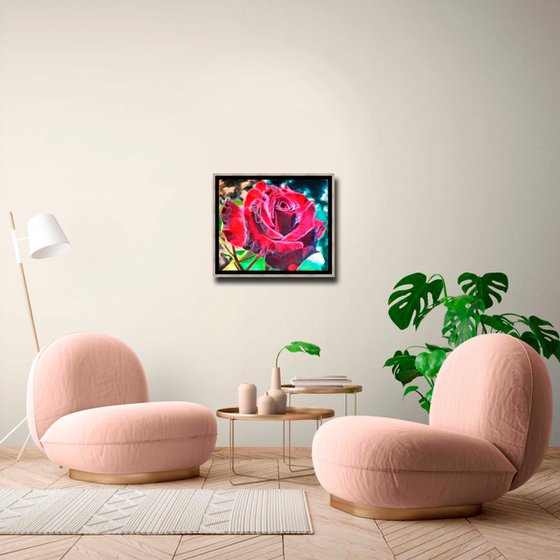 Burgundy Rose in Bloom