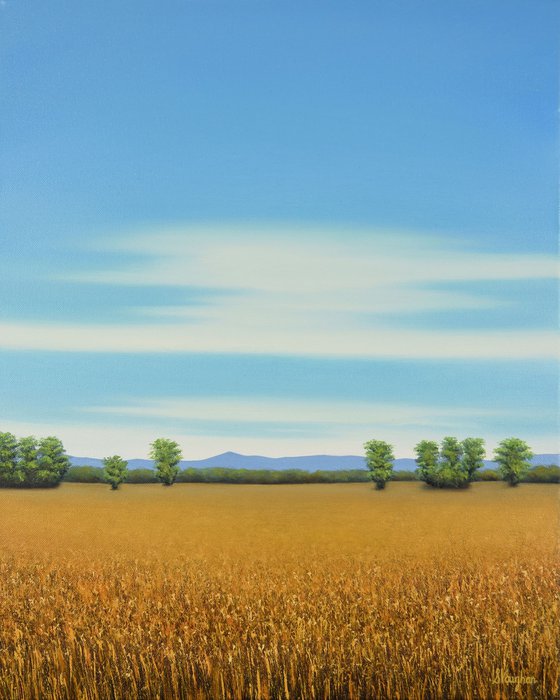 Sun Ripe Wheat - Blue Sky Landscape