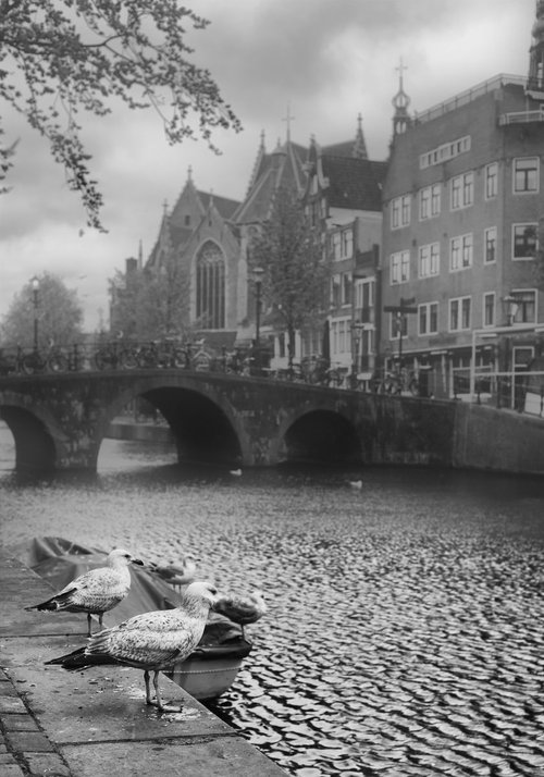 " Cobweb Morning. Amsterdam " Limited Edition 1 / 100 by Dmitry Savchenko