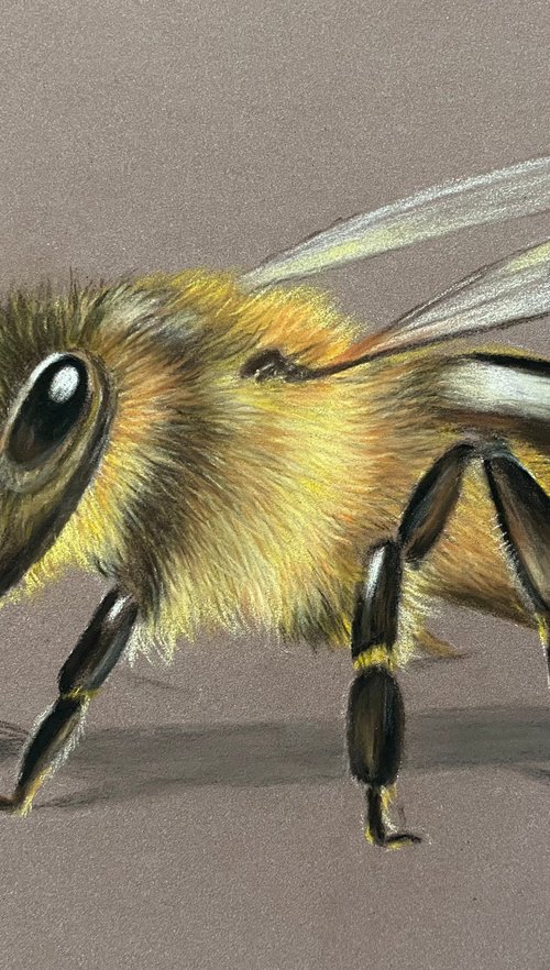 Bee by Maxine Taylor