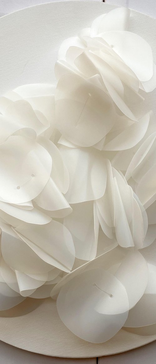 Desert Rose-2 by Swapna Namboodiri
