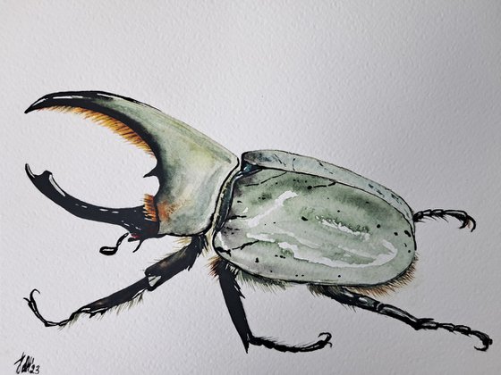 The red-eyed Hercules. Beetle